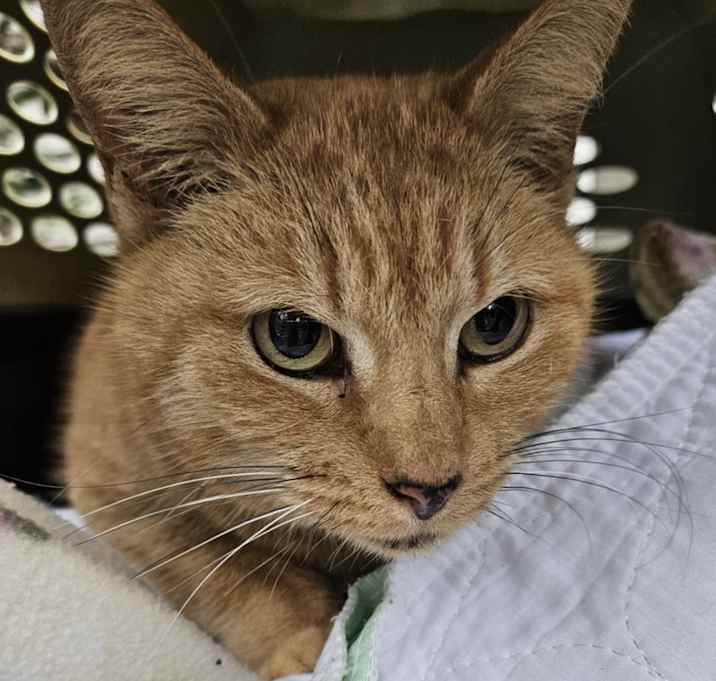 Photo of Butterscotch