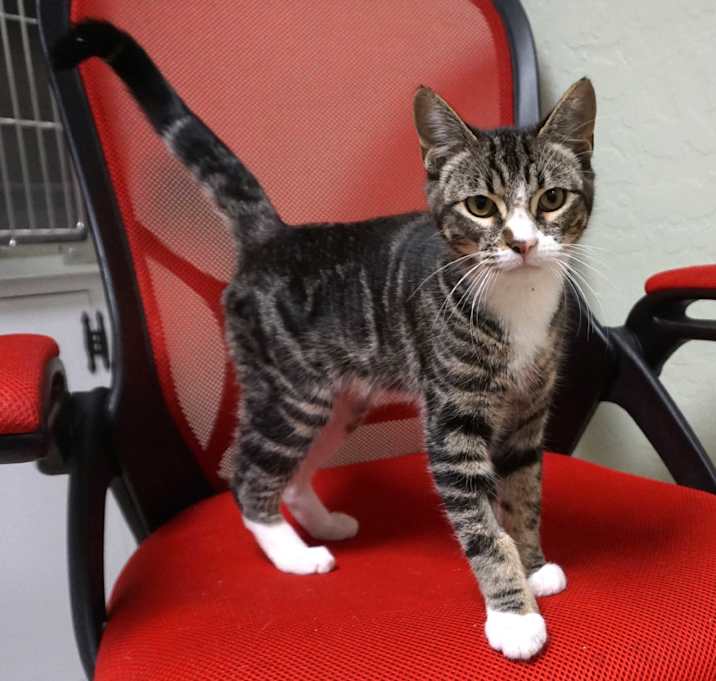 Photo of Purrcey