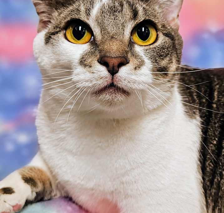 Photo of Sweetie- RC PetSmart