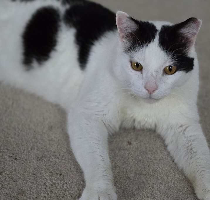 Photo of Moo Moo 2