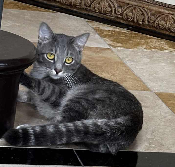 Photo of Mozart