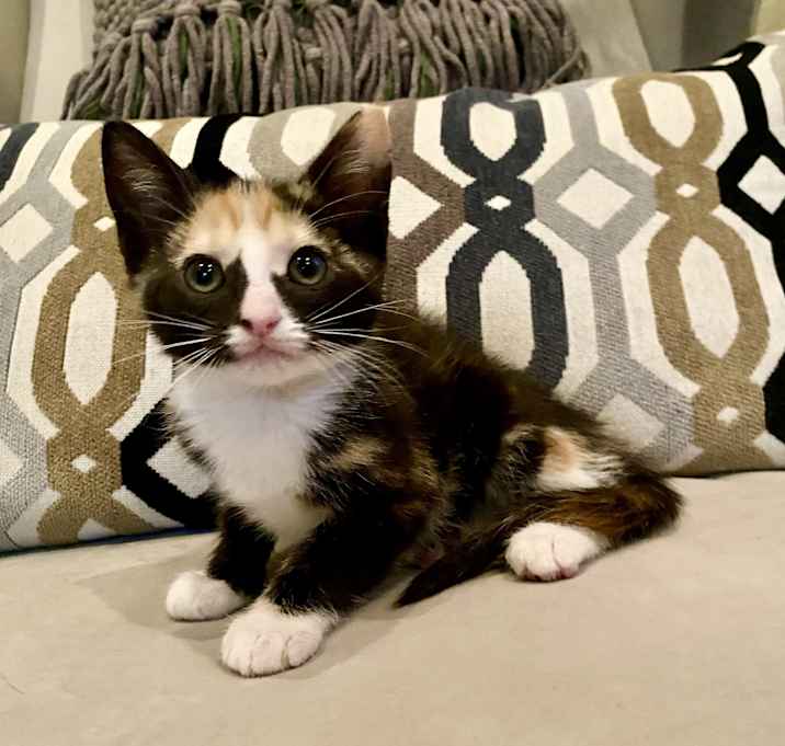 Photo of Ivy
