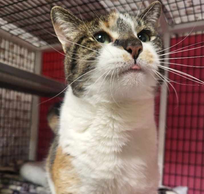 Photo of Stella