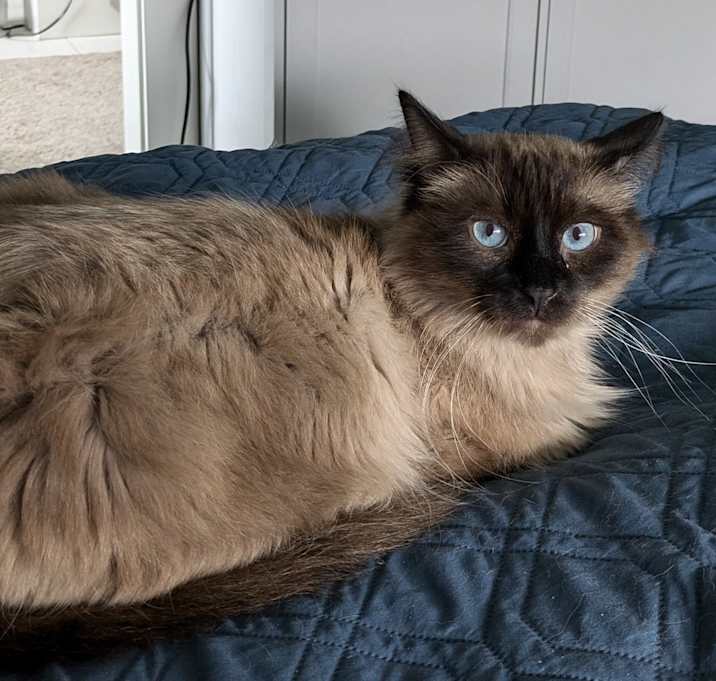 Photo of Casper