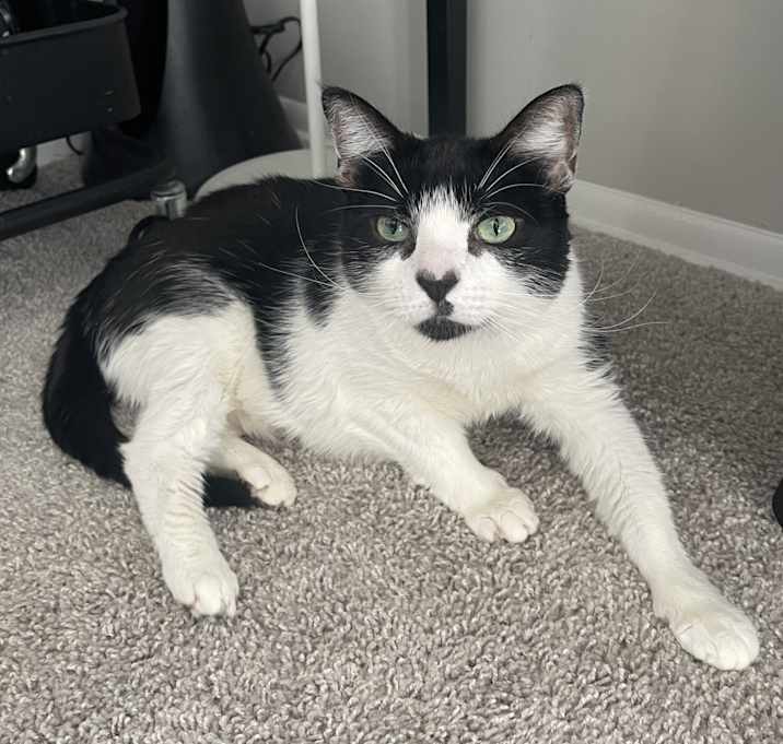 Photo of Moo Moo