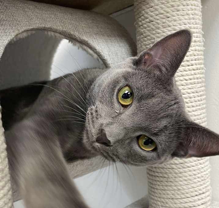 Photo of Mister Mistoffelees