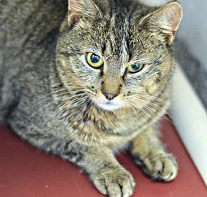 Photo of Muffin