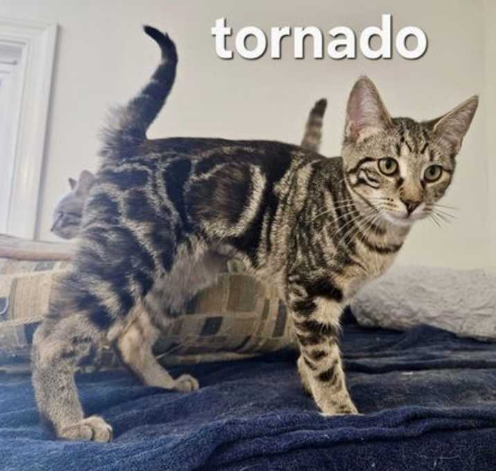 Photo of Tornado