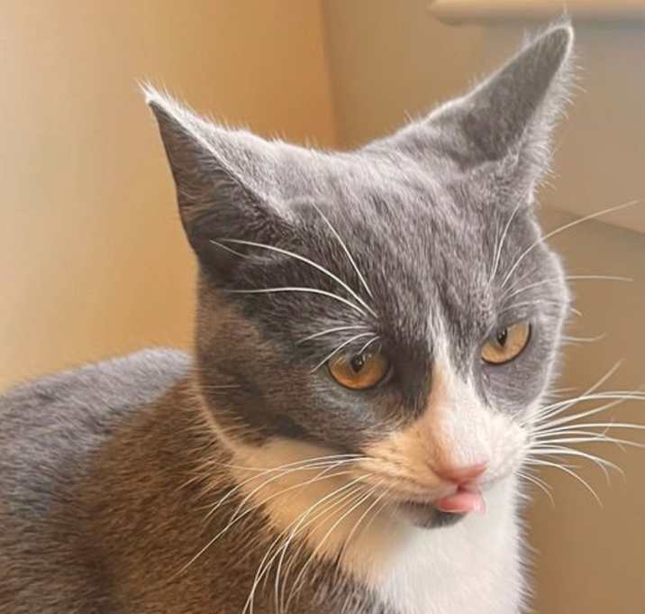 Photo of Chowder