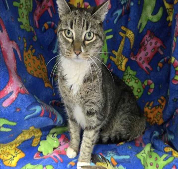 Photo of RAJAH