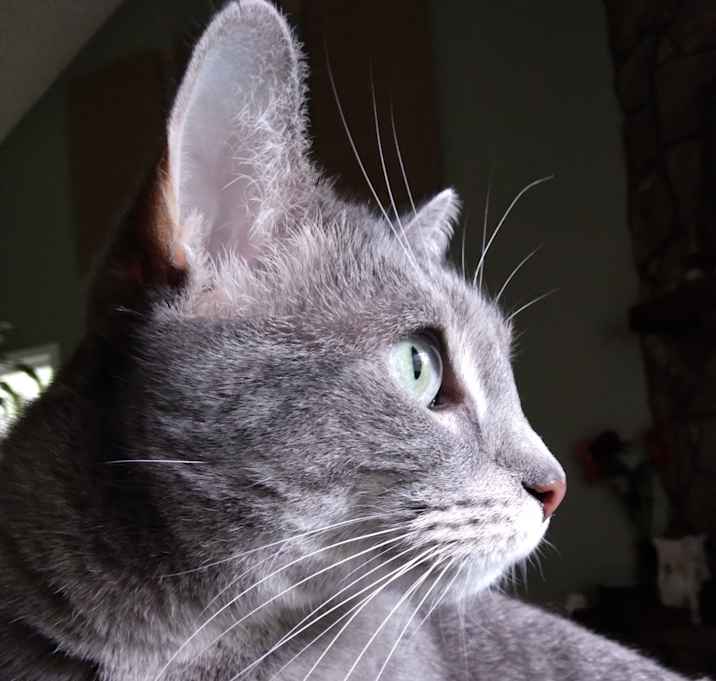 Photo of Greybie