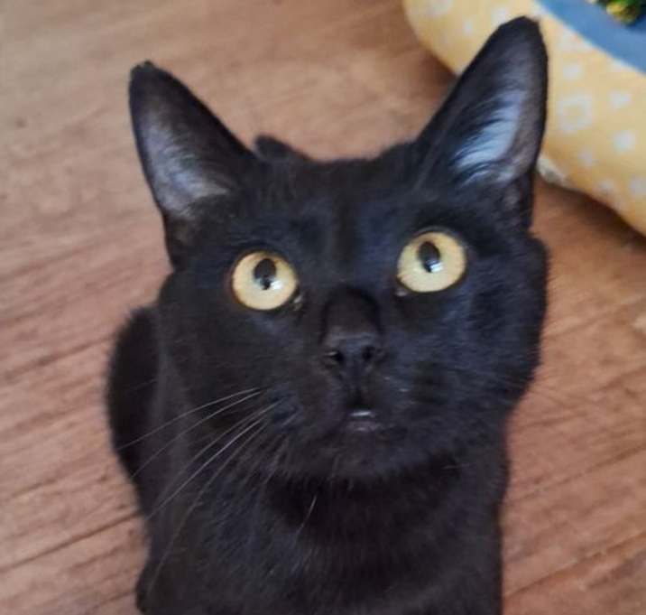 Photo of Luna