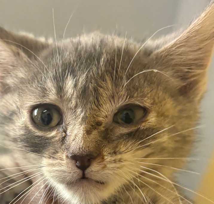 Photo of Buttercup