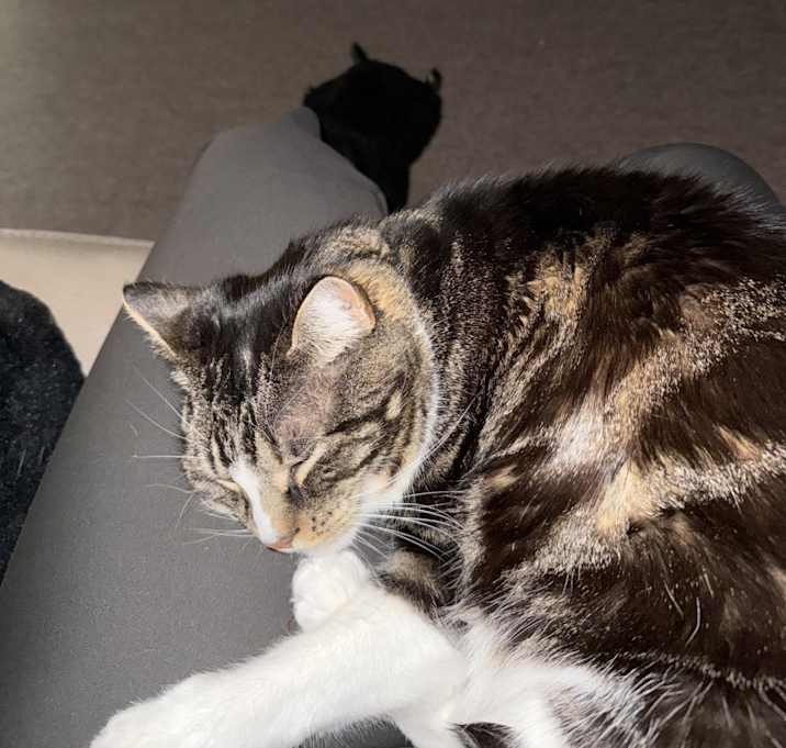 Photo of Rocky