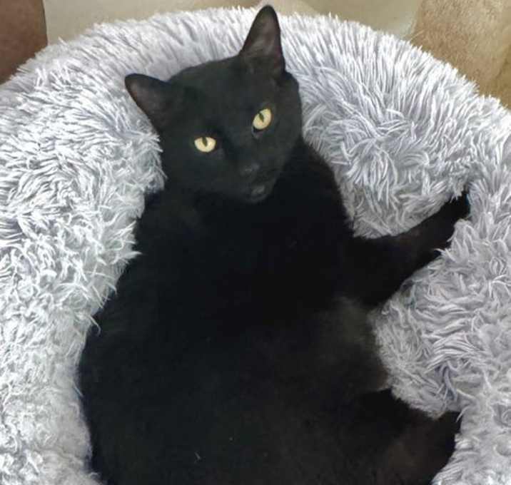 Photo of Tank - Bold and Beautiful