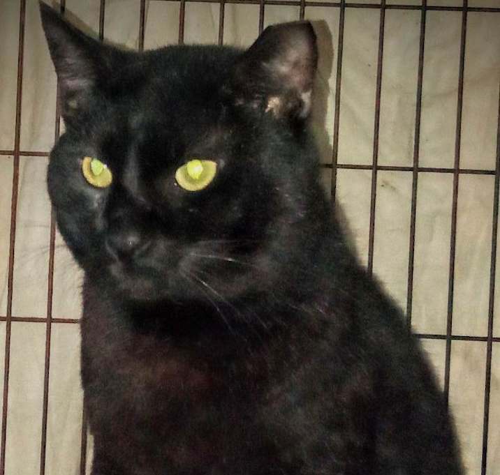Photo of Rambo