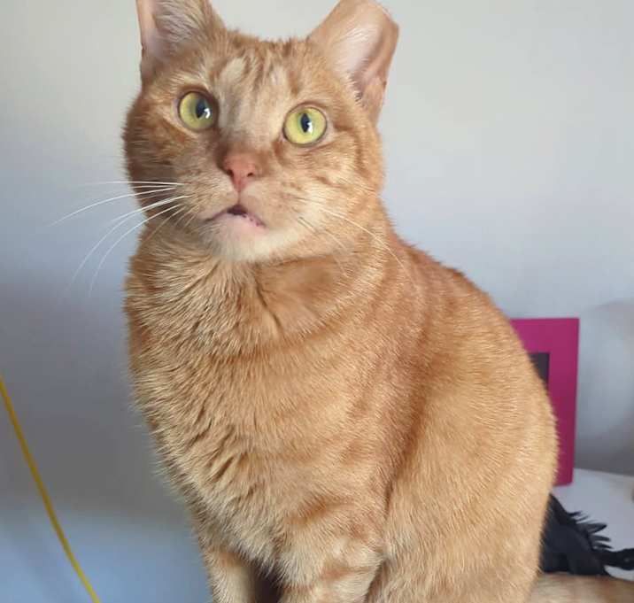 Photo of Peaches
