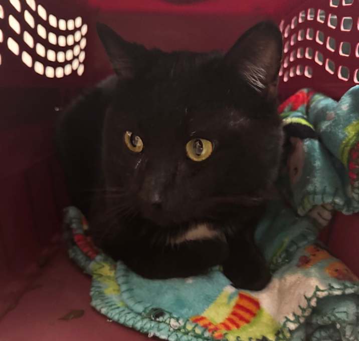 Photo of Onyx