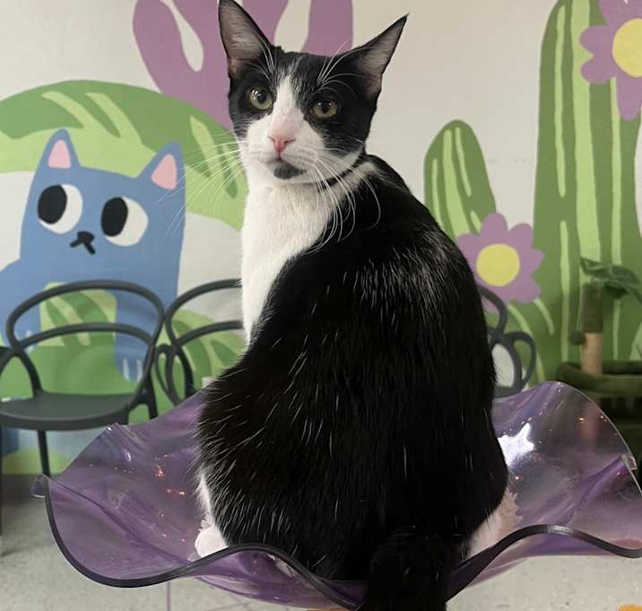 Photo of Miri