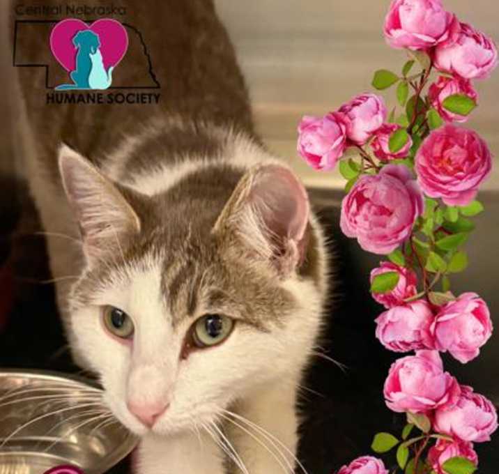 Photo of Bitsy