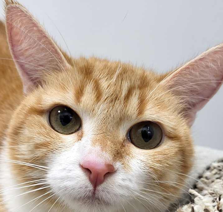 Photo of Marmalade