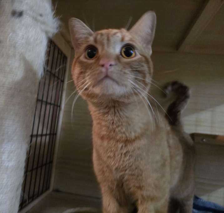 Photo of Dougal