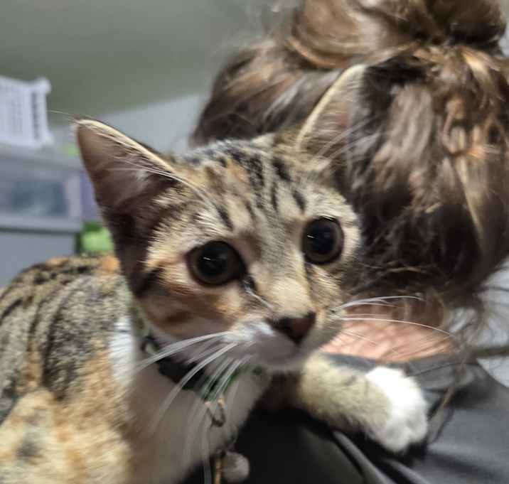 Photo of Cosette