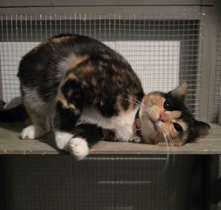 Photo of Elodie
