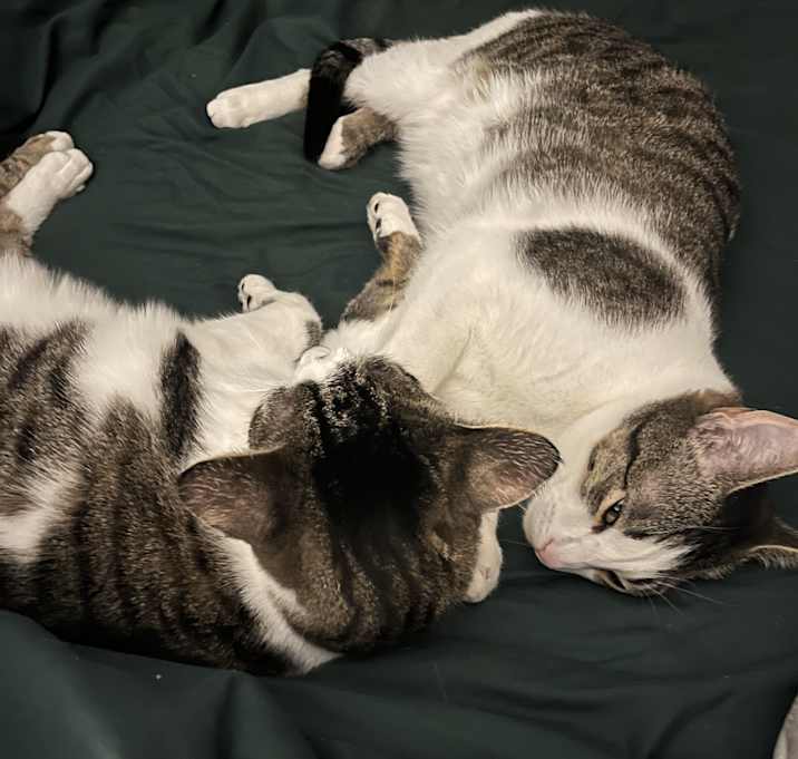 Photo of Cocomo & Hazelnut