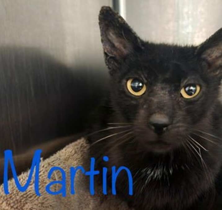 Photo of Martin