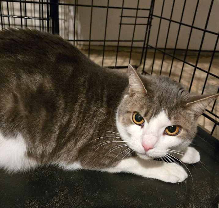 Photo of Fig
