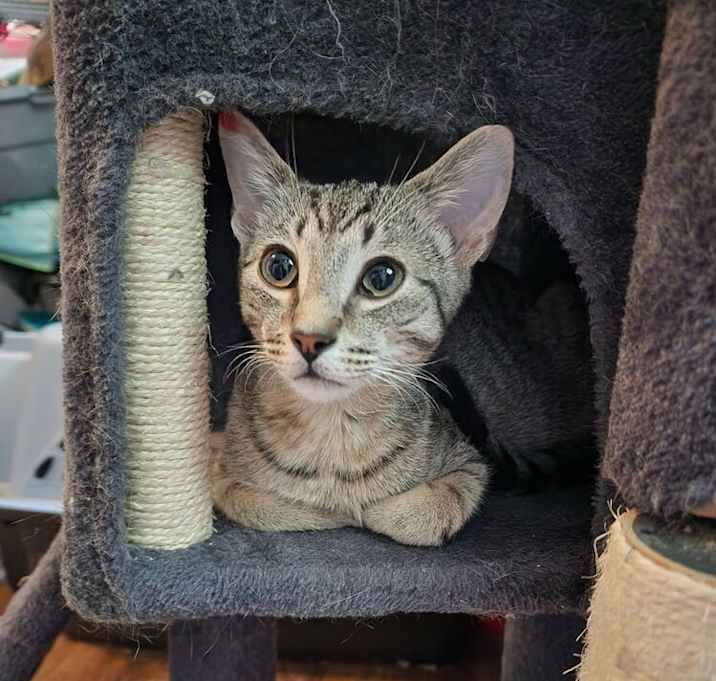 Photo of Jett
