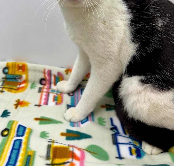 Photo of Oscar