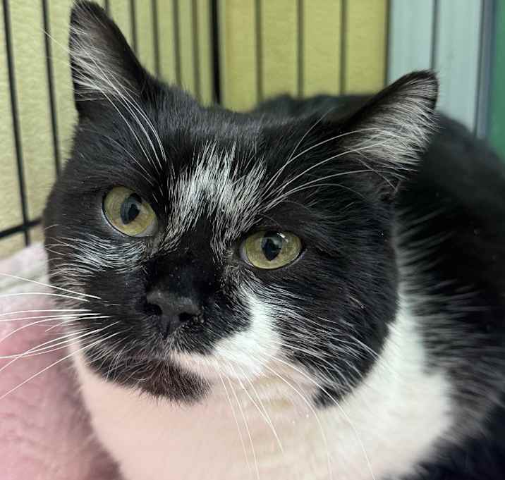 Photo of Pebbles