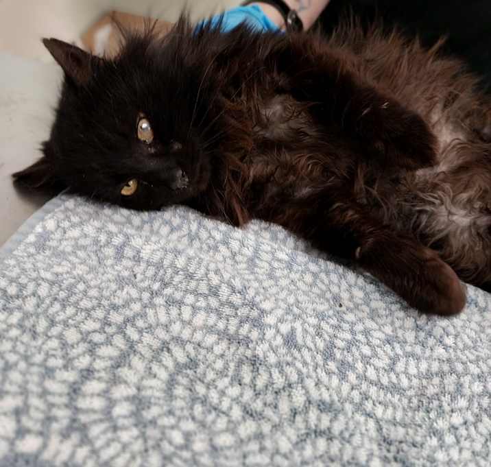 Photo of Niko
