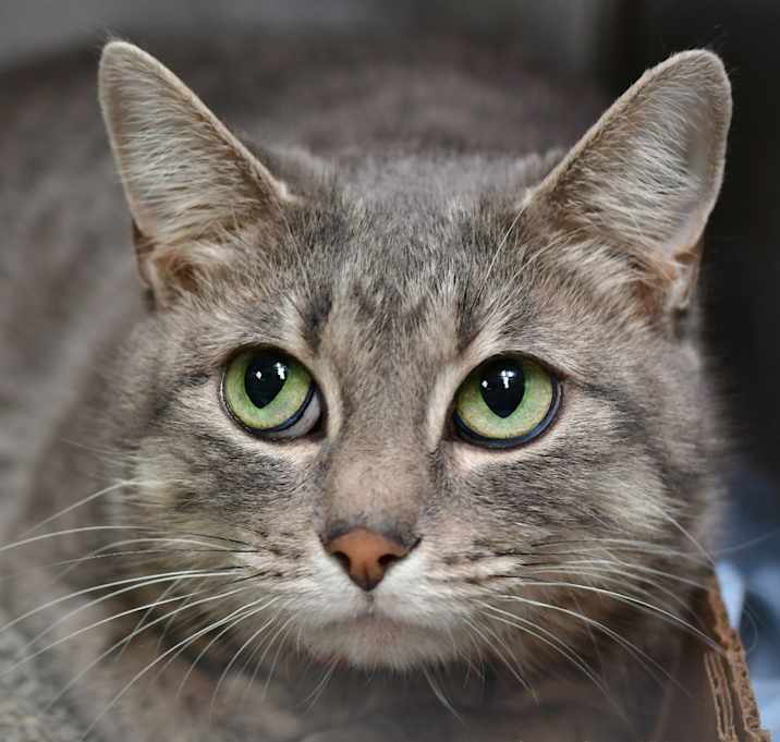 Photo of Whisp