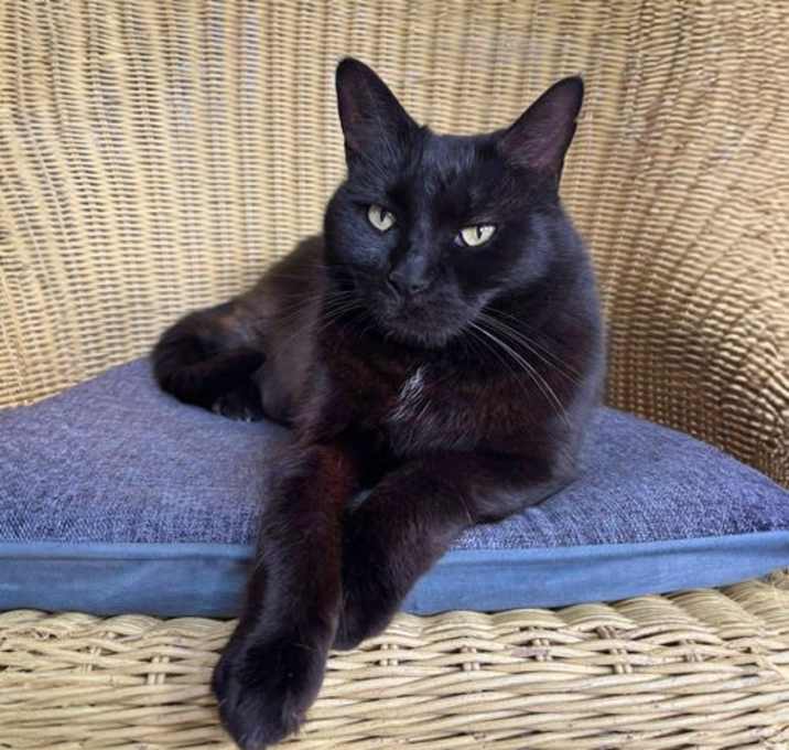 Photo of Puss Cat