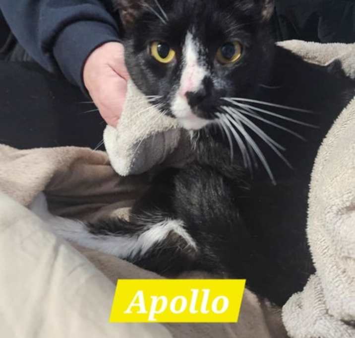 Photo of Apollo