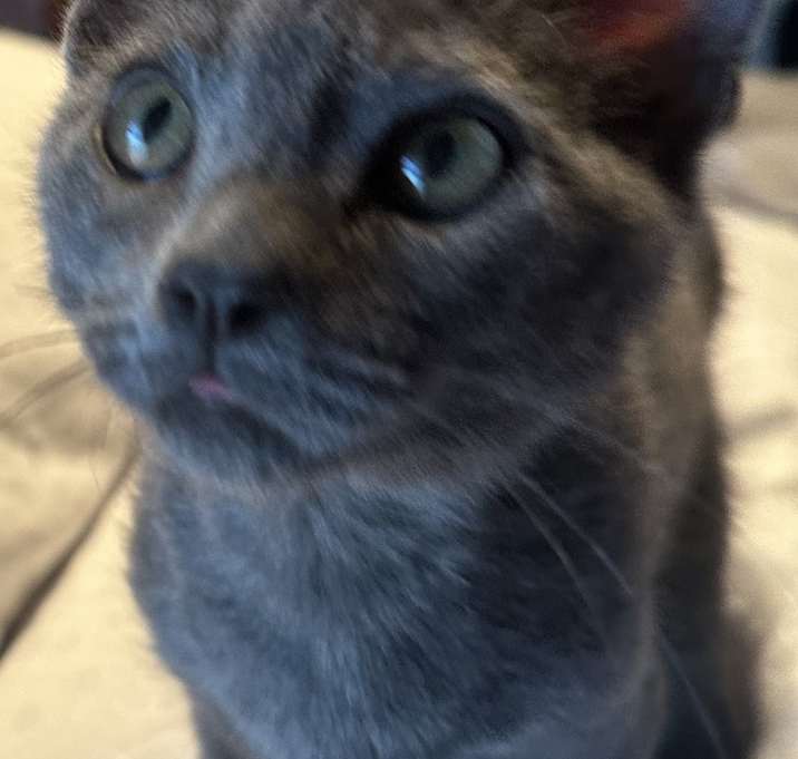 Photo of Bender