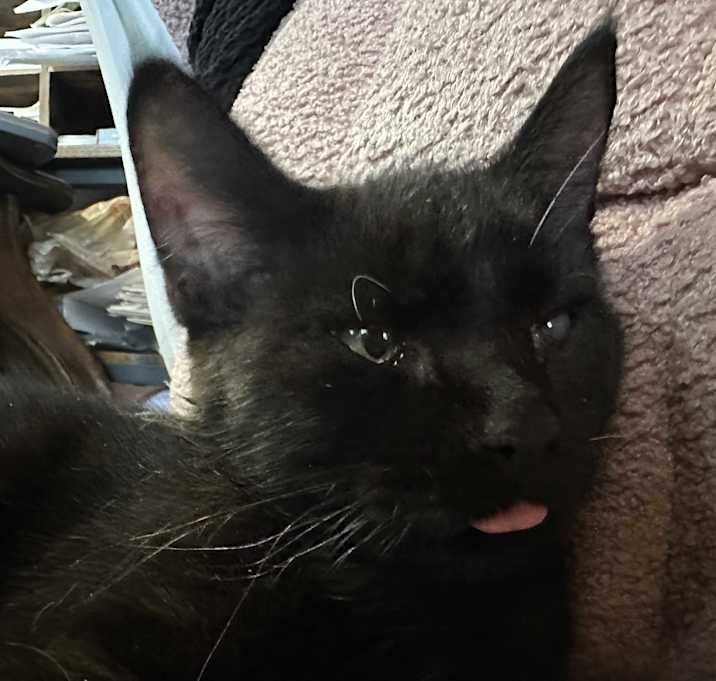 Photo of Astro