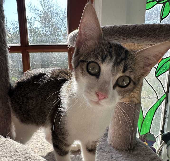 Photo of Comet
