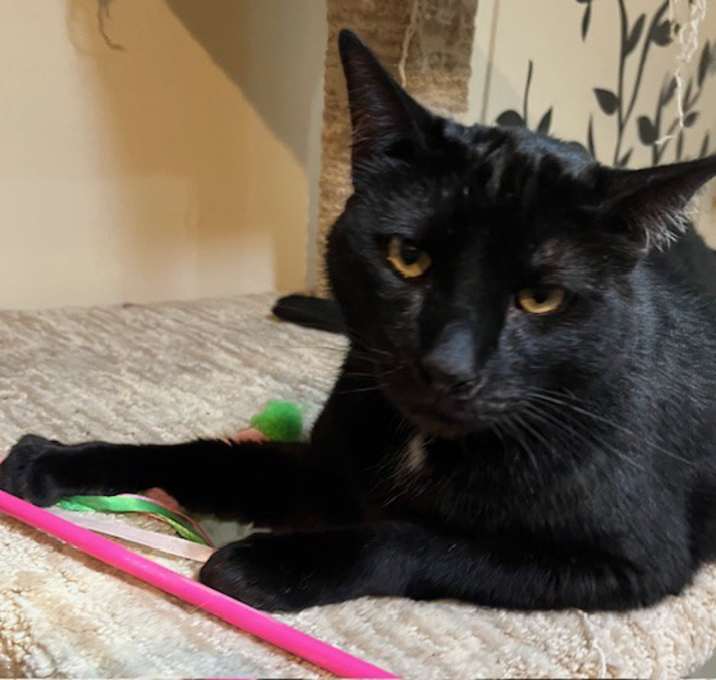 Photo of Panther