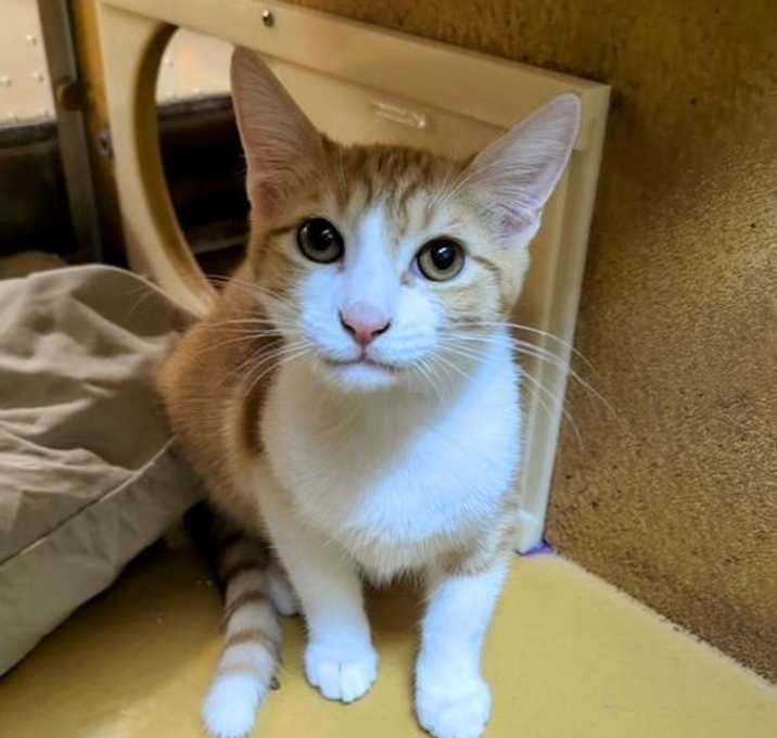 Photo of Phoenix