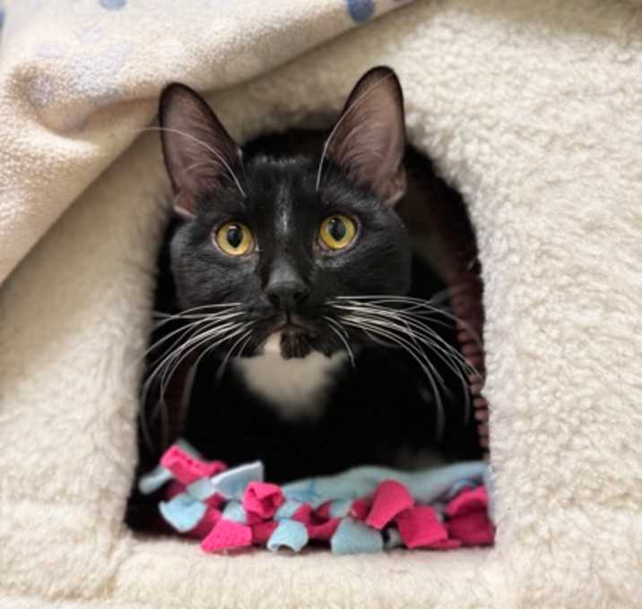 Photo of Midas