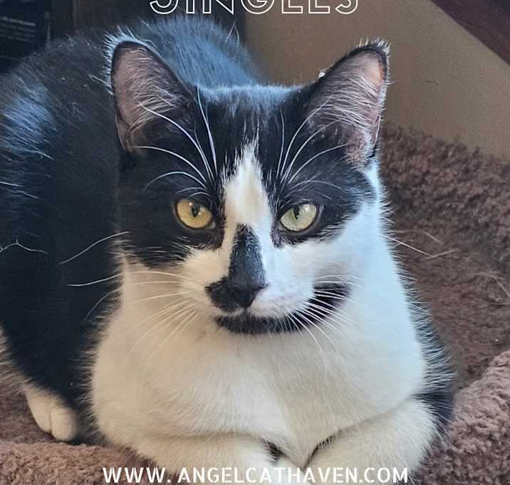 Photo of Jingles