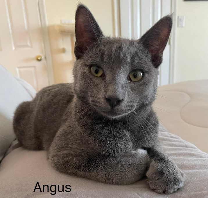 Photo of Angus