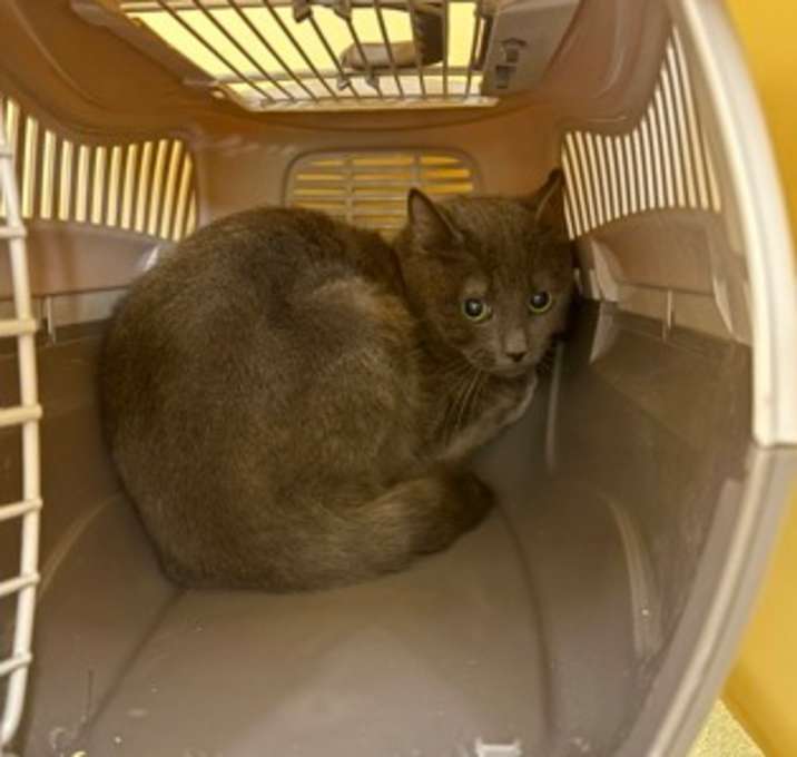 Photo of Kael -Barn Cat OF125