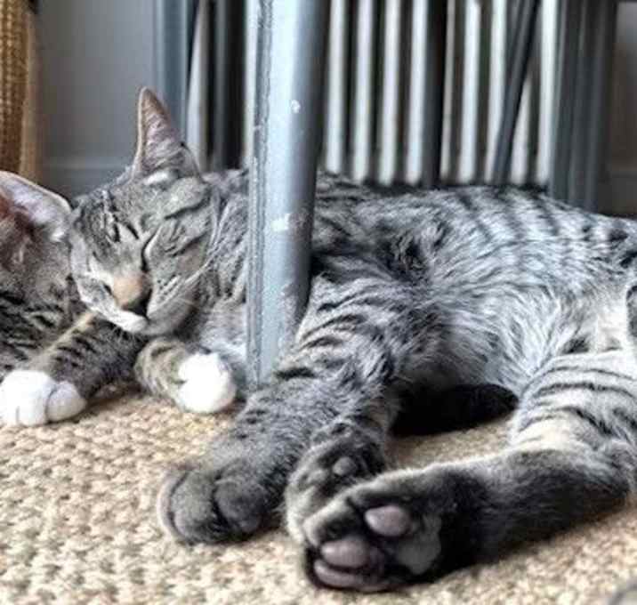 Photo of Shak and Smidge