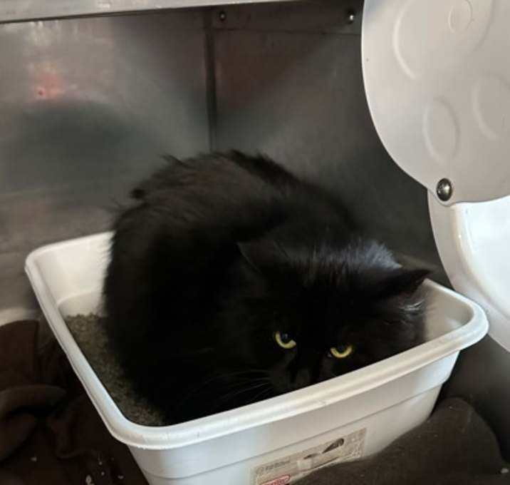 Photo of Snowball (barn cat)