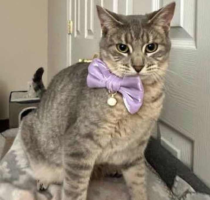 Photo of ABBY